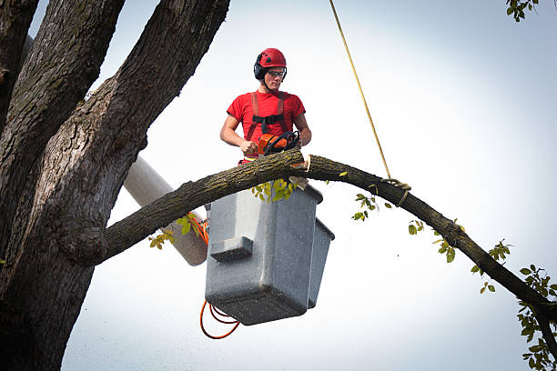 Cambrian Park, CA Tree Removal Company